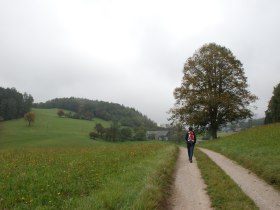 über Wiesen in den Höfnergraben, © Wienerwald