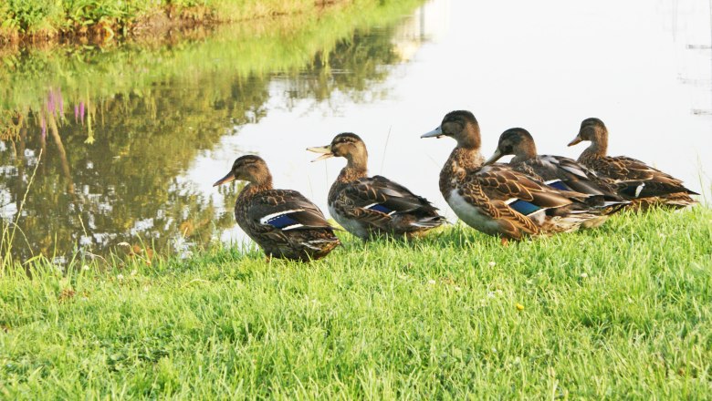 Ducks At The Canal, © Wiener Alpen/Katrin Zeleny