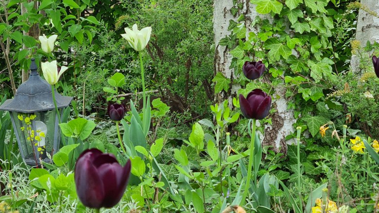 Schaugarten im Frühling, © Schaugarten am Pulverturm