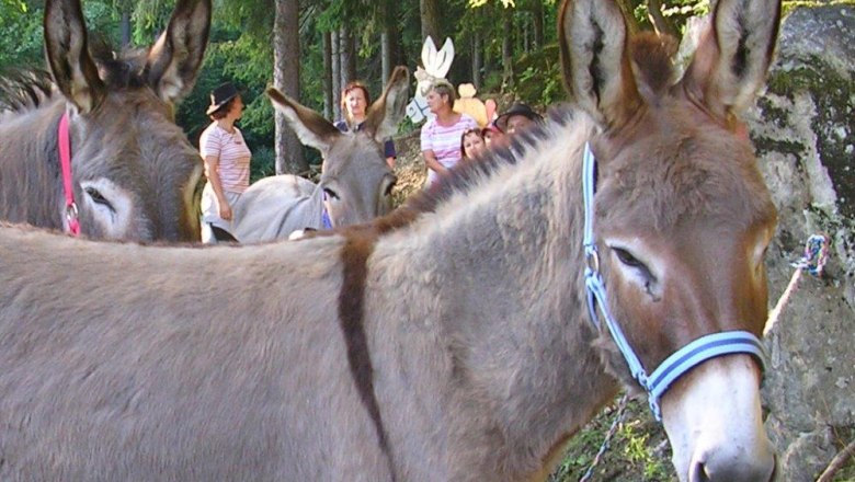 Eselabenteuer mit Kindern, © Anita Brunner