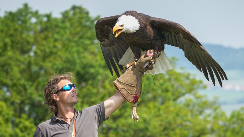 Greifvogelschau in der Adlerwarte Kreuzenstein, © topShot.com.at