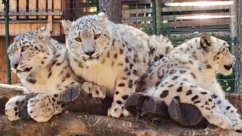 Weißer Zoo und Kameltheater Kernhof, © Weißer Zoo