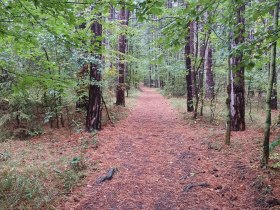 Waldweg, © Wienerwald