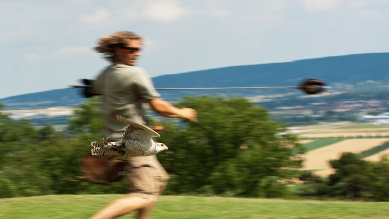 Greifvogelschau in der Adlerwarte Kreuzenstein, © topShot.com.at