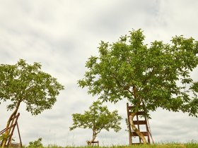 krumme Nussbäume in Krummnussbaum, © Donau Niederösterreich / Klaus Engelmayer