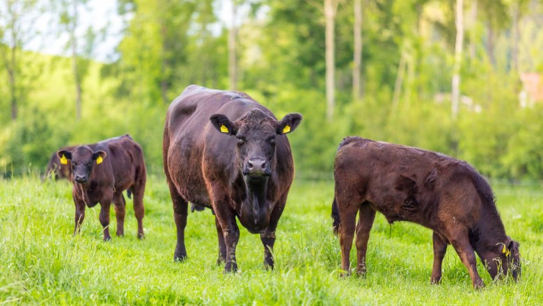 Angus beef, © Ofnerhof, Familie Gruber