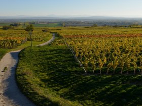 Weinberge am Wagram, © Donau Niederösterreich - Kamptal-Wagram-Tullner Donauraum