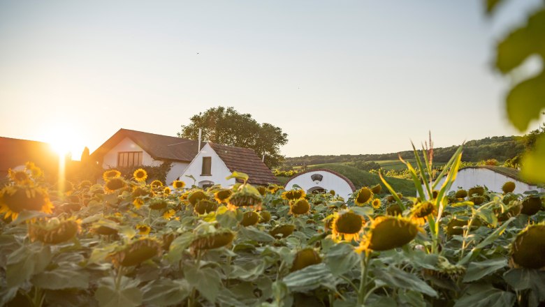 Sonnenblumenfeld vor traditionellen weißen Häusern im Sonnenuntergang., © Donau Niederösterreich, Robert Herbst