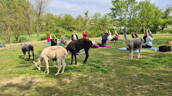 Alpaka meets Yoga, © Nicole Wittmann