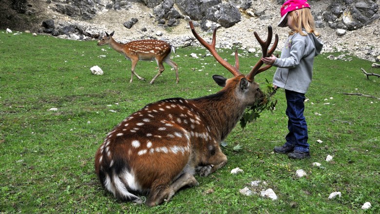 Wildpark Ernstbrunn, © Weinviertel Tourismus / Mandl