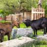 Animals on the Ofnerhof, © Ofnerhof, Familie Gruber