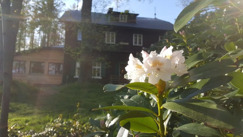 Rhododendronblüte, © Karin Stranz