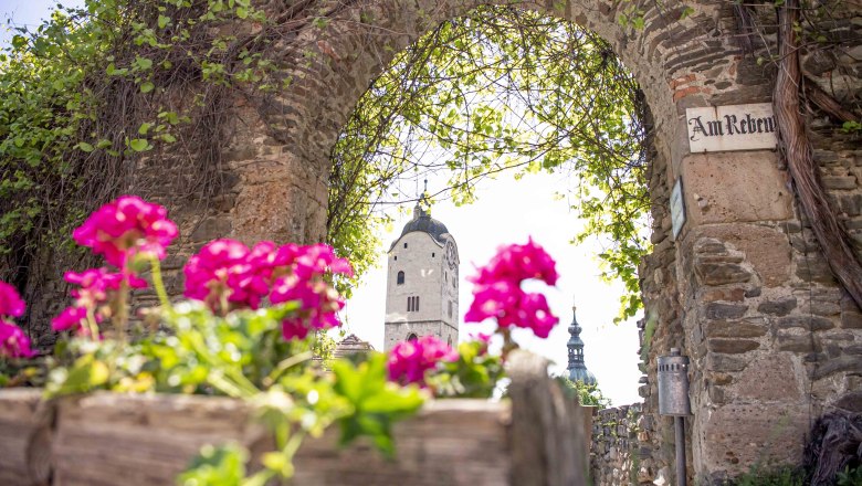 Rebentor im Frühling, © Robert Herbst