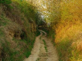 Hohlweg Wagram, © Donau Niederösterreich - Kamptal-Wagram-Tullner Donauraum