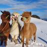 Otto, Xaver und Elvira, © Urlaub am Bauernhof - Fam. Schweighuber