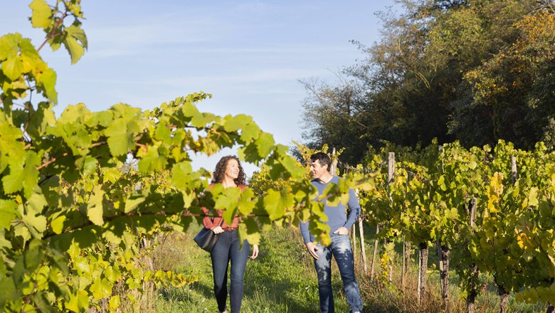 Wagram Weinwandern, © Donau Niederösterreich / Barbara Elser