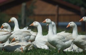 Gänse, © Biobetrieb Hausmühle