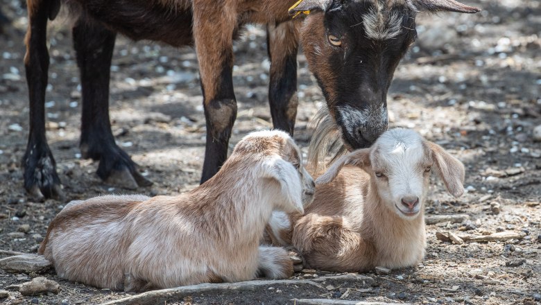 Ziegennachwuchs mit Mutter(c) Naturpark Geras, © Verein Naturpark Geras