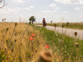 Entlang auf Weinviertler Nebenstraßen,, © Niederösterreich Werbung / Franziska Consolati