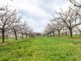 Blühende Marillenbäume am Marillen-Erlebnisweg in Krems-Angern, © Donau NÖ Tourismus/JS