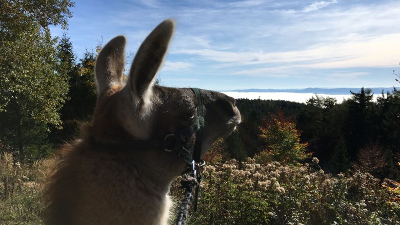 Blick ins Nebelmeer, © Naturpark Hohe Wand