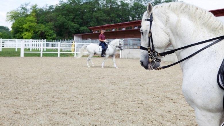 Lipizzaner beim Training, © Spanische Hofreitschule_Julie Brass