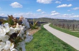 Blick auf den Galgenberg, © Donau Niederösterreich