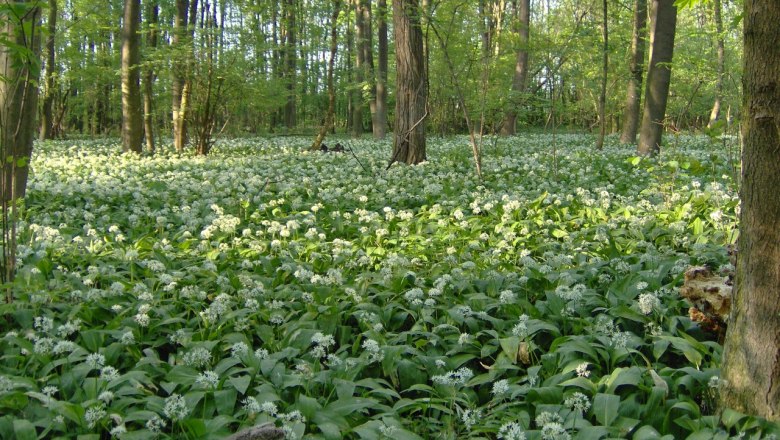 Frühling im Nationalpark Donau-Auen, © ÖBF Archiv