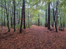 Waldweg, © Wienerwald