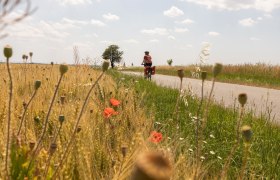 Entlang auf Weinviertler Nebenstraßen,, © Niederösterreich Werbung / Franziska Consolati