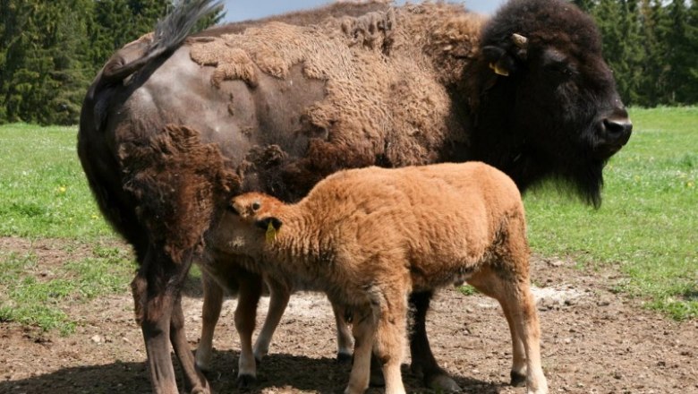 Bison, © Baumis Bisonranch