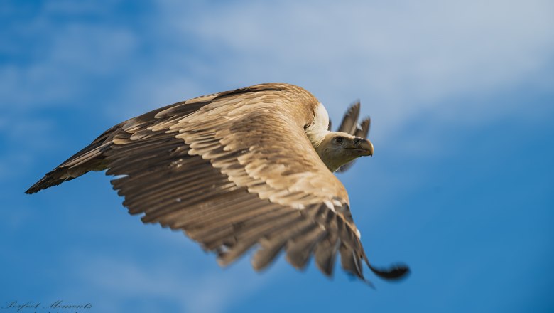 Greifvogelschau in der Adlerwarte Kreuzenstein, © topShot.com.at