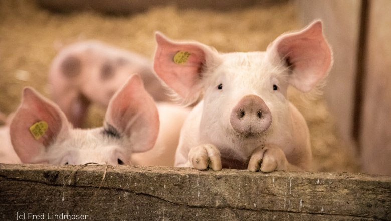 Kobichl children's farm, © Fred Lindmoser