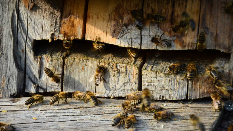 Bienenstock Wildbau, © Imkerei Stögerer, Fotograf Gerhard Kapeller