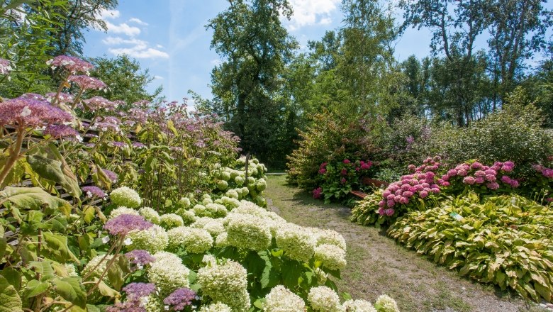 Hortensienreigen, © Helmut Kail