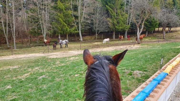 Reiten, © Birgit Libal