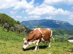 Gutenmann, © Wiener Alpen in Niederösterreich