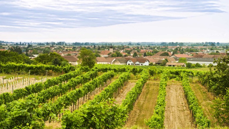 Weinlandschaft um Gedersdorf, © Weinstrasse Kremstal, Rita Newman