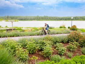 GARTENRADTOUR- Pappeltour, © Donau Niederösterreich - Kamptal-Wagram-Tullner Donauraum