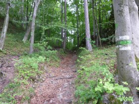 Anstieg vom Eichgraben zur Golfstraße, © Wienerwald