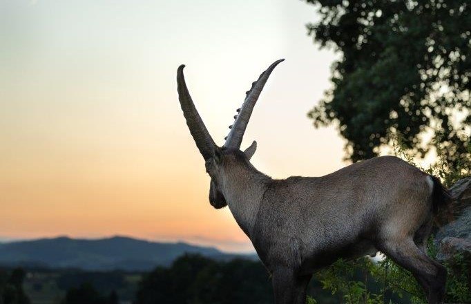 Alles Erwacht im Wildpark Hochriess, © Cora Weiger