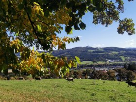 Blick auf Sonntagberg, © Brigitte Hofschwaiger