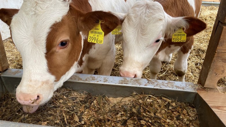 Besichtigung der Tiere im Stall, © Wiener Alpen