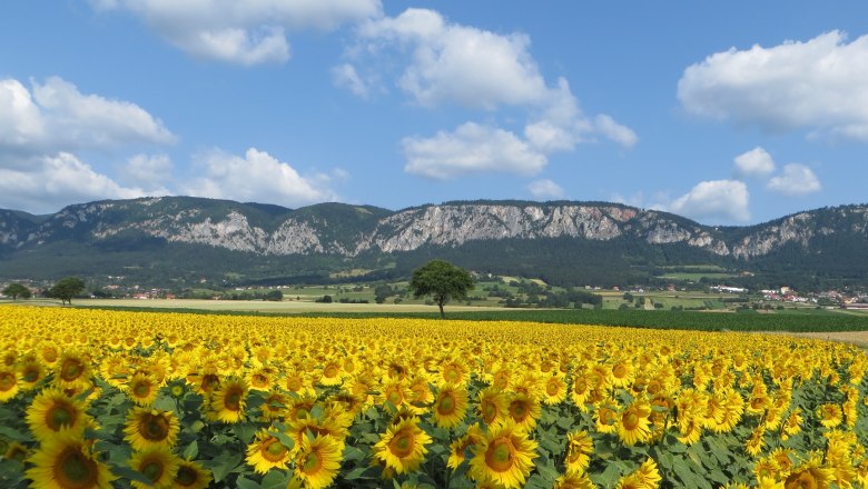 Sonnenblumen und Hohe Wand, © Naturpark Hohe Wand