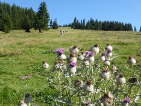 Kratzdistel auf der Gipfelwiese, © Karl Schachinger