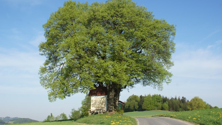 Brandstetter Kreuz, © Gemeinde Nöchling