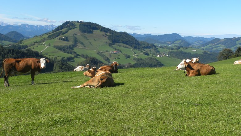 Auch die Kühe genießen die schöne Hügellandschaft, © Urlaub am Bauernhof – Fam. Schweighuber