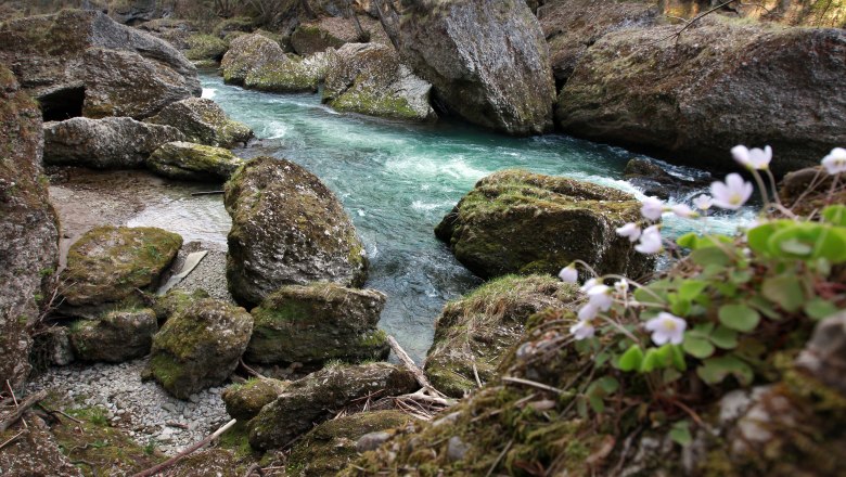 Pristine nature in the Erlauf gorge, © weinfranz.at