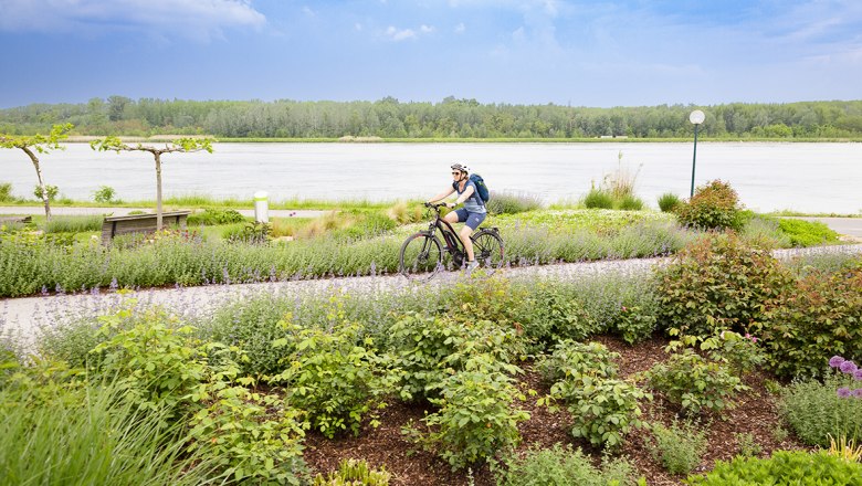 Radfahrer auf einem Weg entlang eines Flusses mit üppiger Vegetation., © Donau Niederösterreich / Barbara Elser