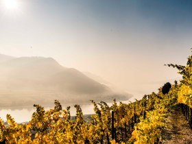 Weinrieden im Herbst in Spitz, © Donau NÖ Tourismus/Robert Herbst